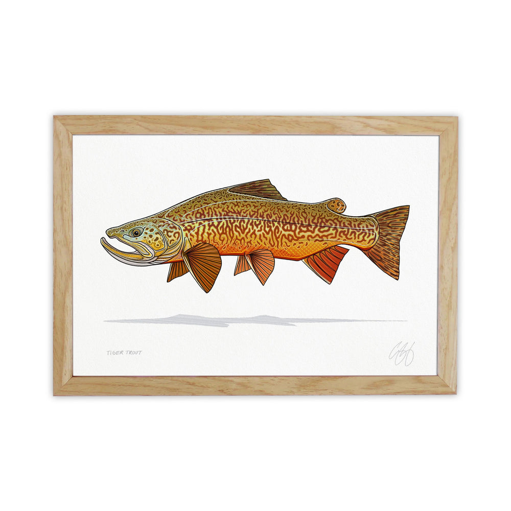 Casey Underwood Tiger Trout | Tailwaters Fly Fishing