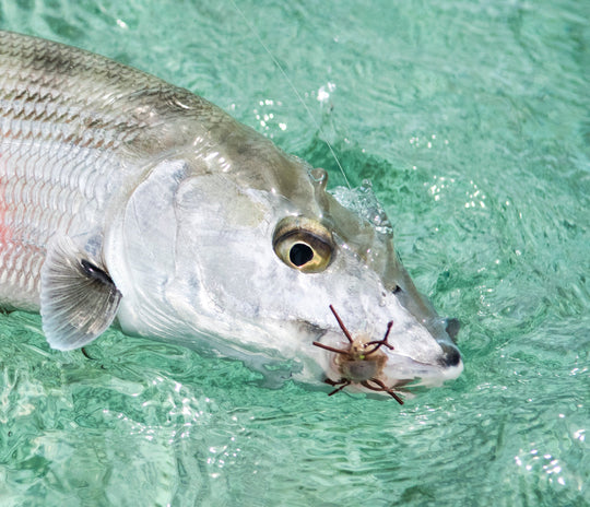 Tailwaters Flies Belize - Southern Custom Fly Selection, view 4