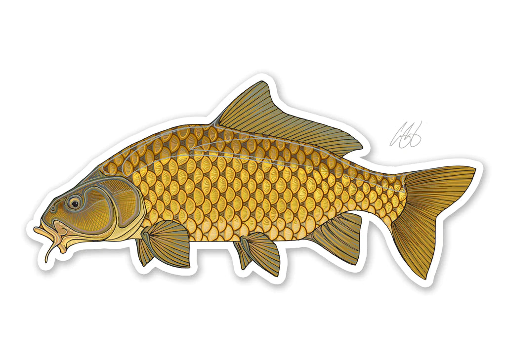 Casey Underwood Common Carp Decal