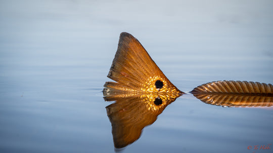 Tailwaters Flies Louisiana Redfish Custom Fly Selection, view 4