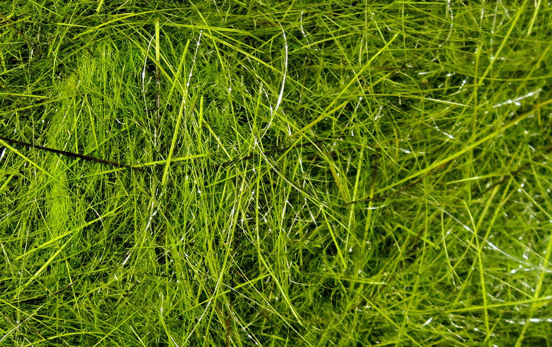 Hareline Hare's Ear Plus Dub, view 8