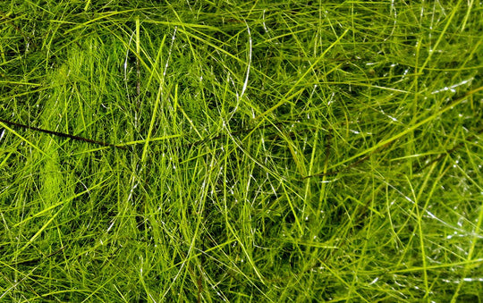 Hareline Hare's Ear Plus Dub, view 8