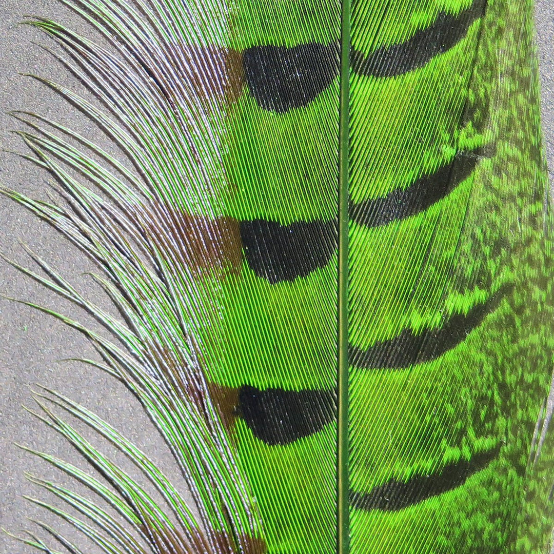 Hareline Ringneck Pheasant Tail Feathers, view 3