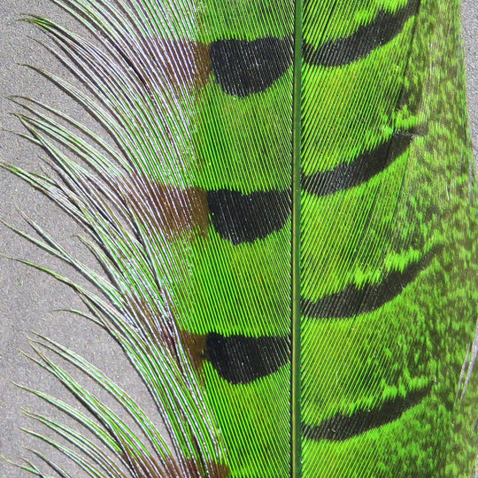 Hareline Ringneck Pheasant Tail Feathers, view 3