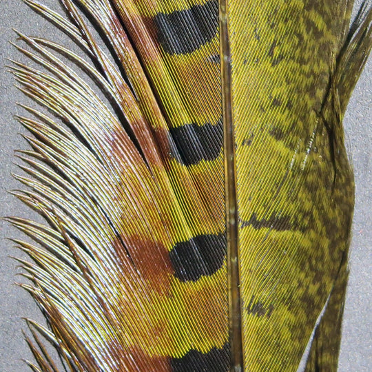 Hareline Ringneck Pheasant Tail Feathers, view 4