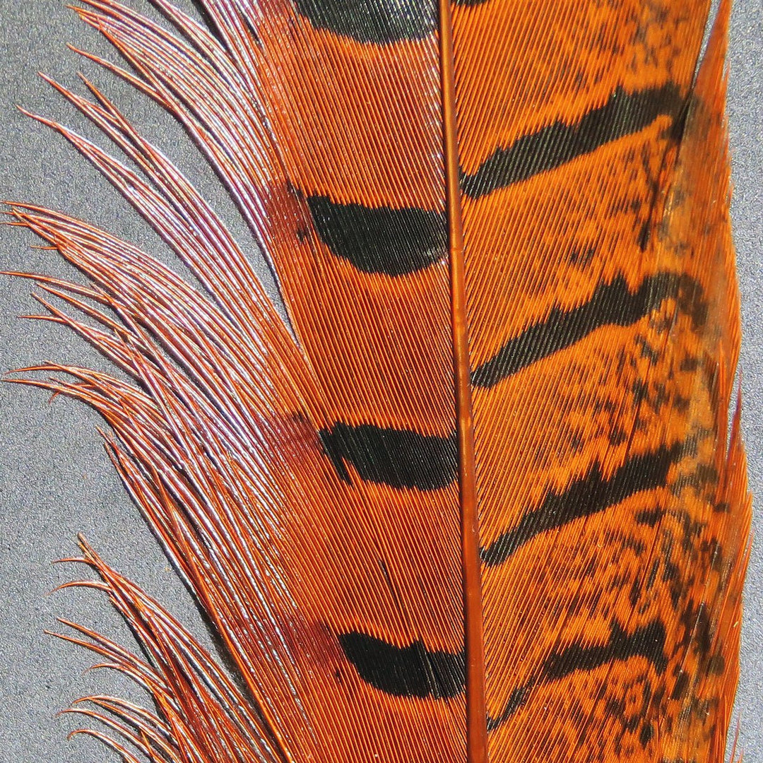 Hareline Ringneck Pheasant Tail Feathers, view 5