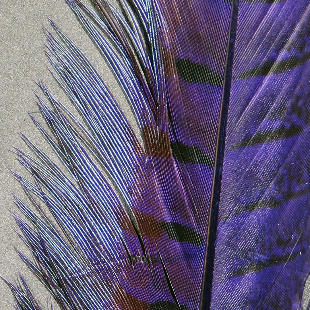 Hareline Ringneck Pheasant Tail Feathers, view 6