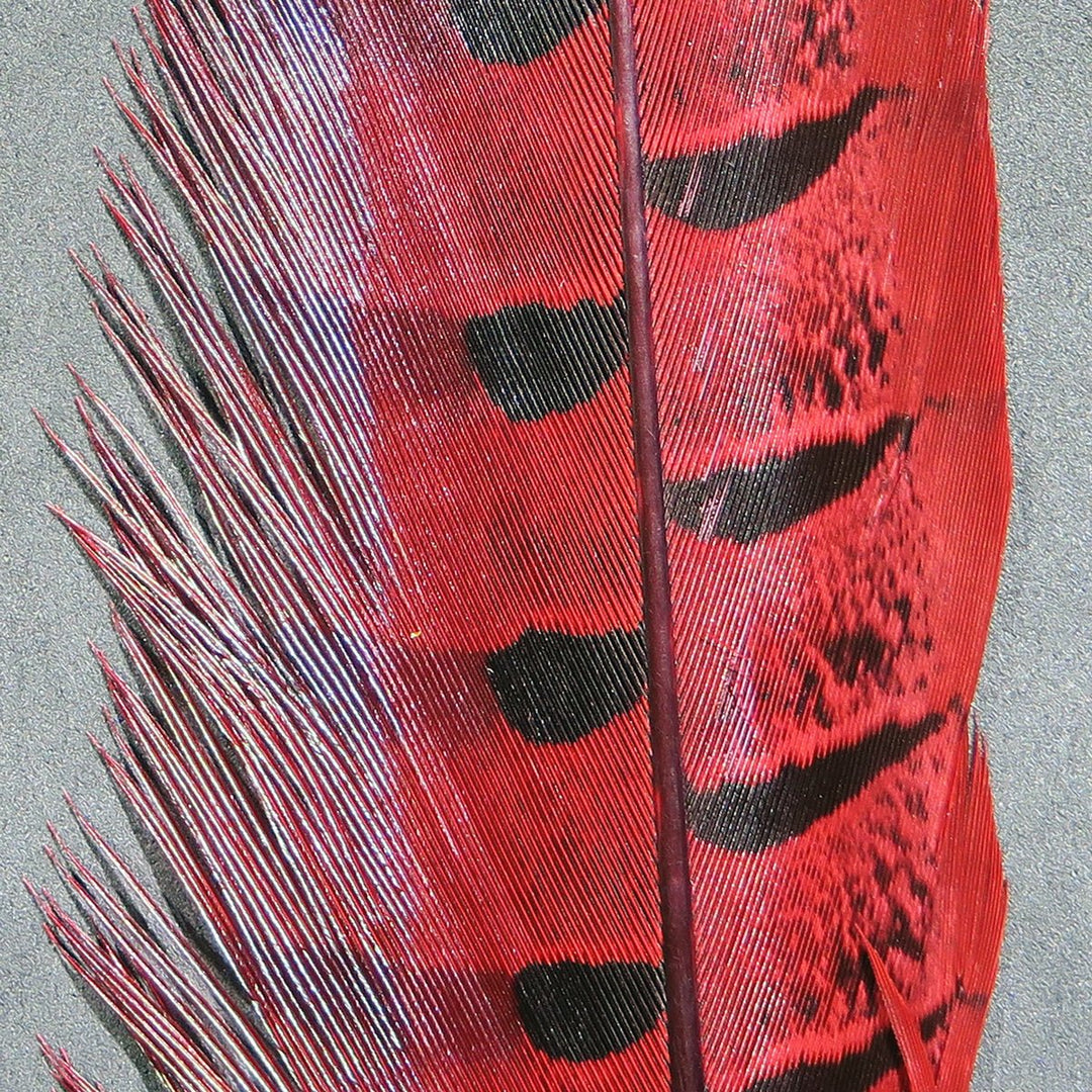 Hareline Ringneck Pheasant Tail Feathers, view 7