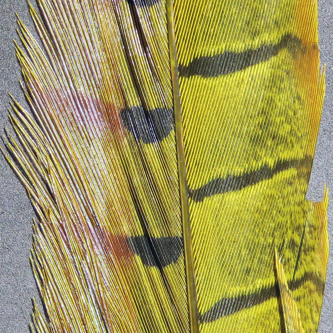 Hareline Ringneck Pheasant Tail Feathers, view 8
