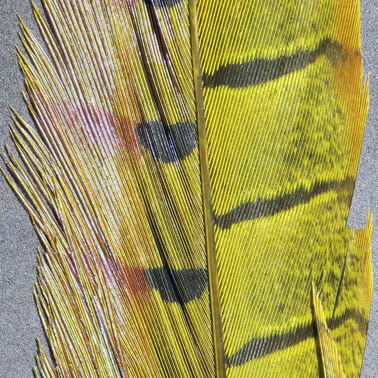Hareline Ringneck Pheasant Tail Feathers, view 8