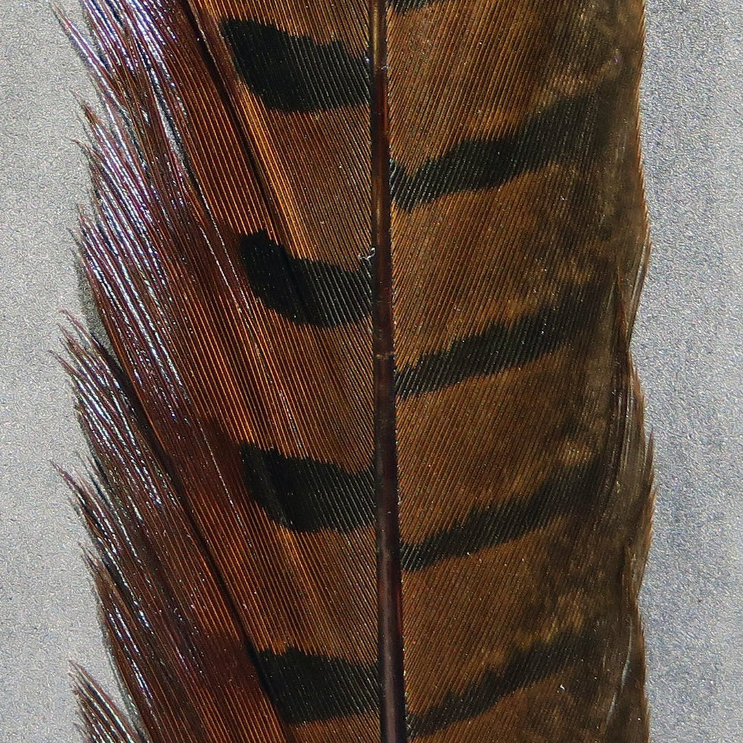 Hareline Ringneck Pheasant Tail Feathers, view 2