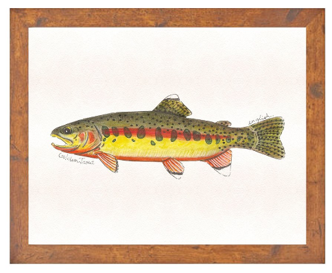 English Minter Golden Trout Framed Print
