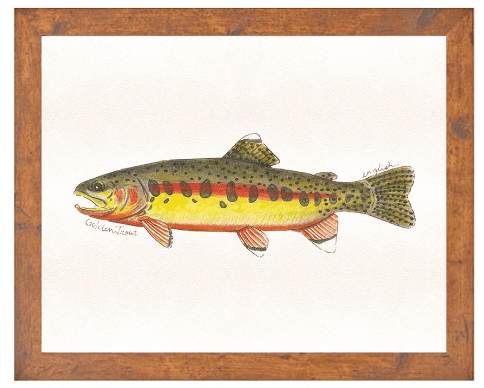 English Minter Golden Trout Print
