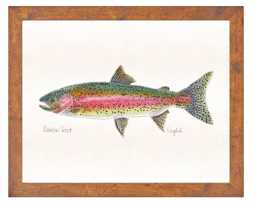 English Minter Rainbow - Large Light Wood