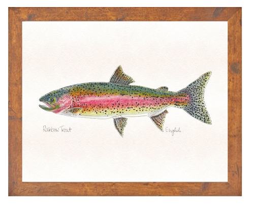 English Minter Rainbow - Medium Dark Wood Frame