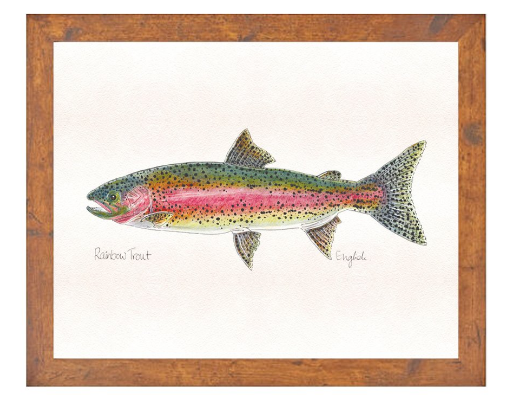 English Minter Rainbow Trout Print