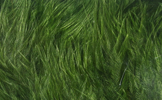 Hareline Wooly Bugger Marabou, view 5