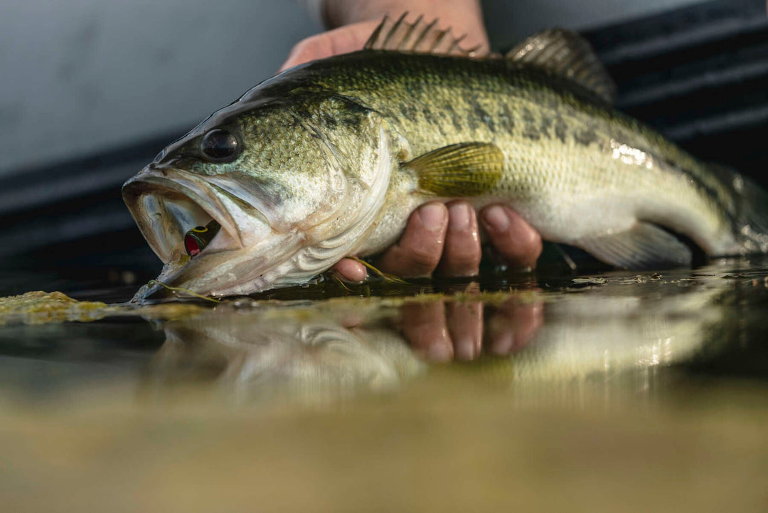 Tailwaters Education Tailwaters Bass Fishing Weekend