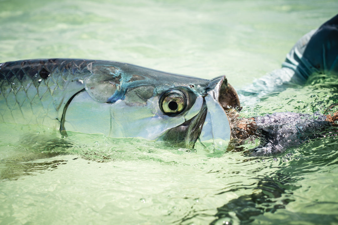 Tailwaters Flies All Purpose Tarpon Custom Fly Selection, view 4