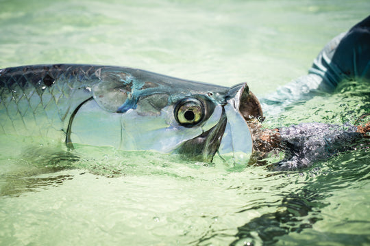 Tailwaters Flies All Purpose Tarpon Custom Fly Selection, view 4