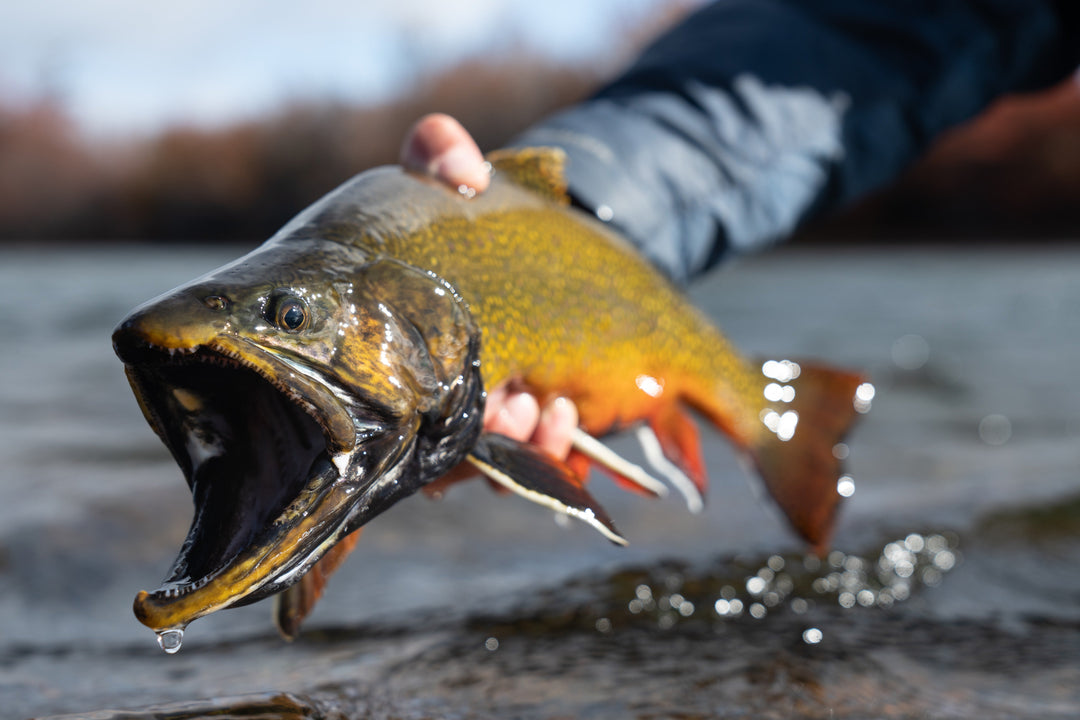 Tailwaters Flies Patagonia Trout Custom Fly Selection, view 4