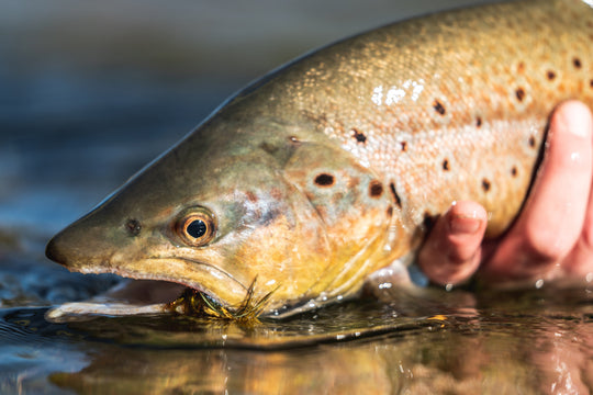Tailwaters Flies Patagonia Trout Custom Fly Selection, view 3