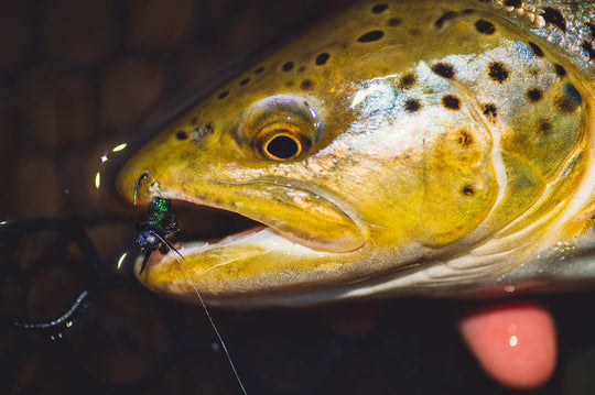 Yakoda Supply Yakoda CDC Stonefly (3-Pack), view 7