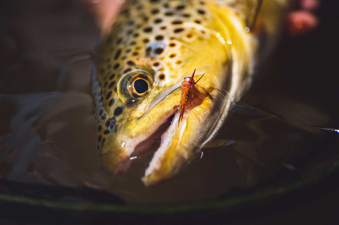 Yakoda Supply Yakoda CDC Stonefly (3-Pack), view 6