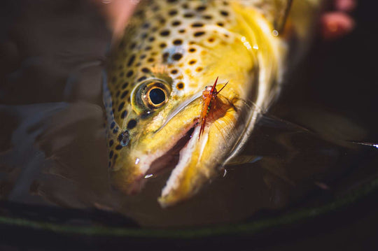 Yakoda Supply Yakoda CDC Stonefly (3-Pack), view 6