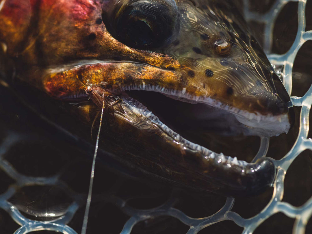 Yakoda Supply Yakoda Hot Wire CDC Pheasant Tail (3-Pack), view 3